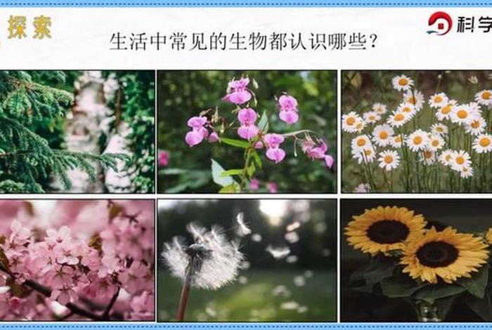 校园里的生物、校园里的生物有哪些 校园里的生物、校园里的生物有哪些