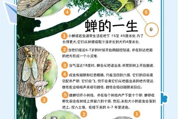蝉的生活环境和特点、蝉的生活场景 蝉的生活环境和特点、蝉的生活场景