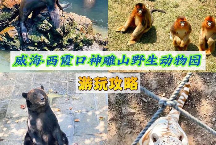 放生活动动物是哪里的，放生活动动物是哪里的特色