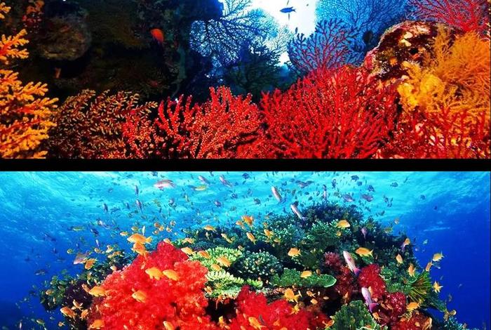 珊瑚生活在深海还是浅海;珊瑚是在深海里吗 珊瑚生活在深海还是浅海;珊瑚是在深海里吗