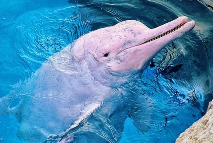 海豚的生活习性是什么（海豚的生活地点）