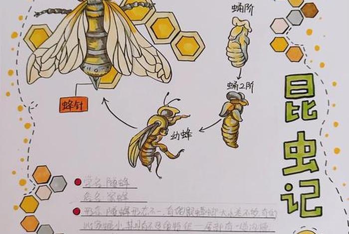 蜜蜂的生活习性是什么 - 蜜蜂的特点和生活特征三年级 蜜蜂的生活习性是什么 - 蜜蜂的特点和生活特征三年级