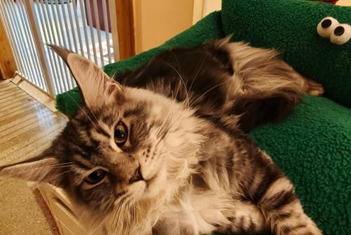 爱猫生活馆（爱猫生活组团购真假）