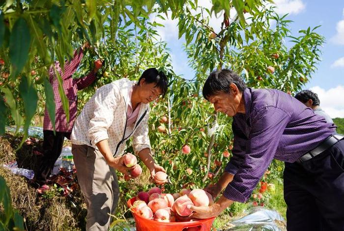 乡村生活下载,乡村生活下载桃子移植 乡村生活下载,乡村生活下载桃子移植