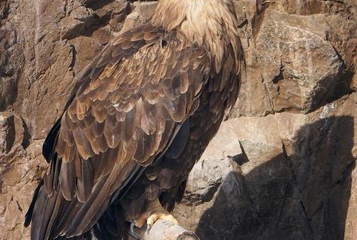 鹰的生活视频,鹰的记录视频 鹰的生活视频,鹰的记录视频