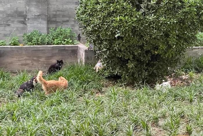 流浪猫的生活现状 流浪猫生活轨迹