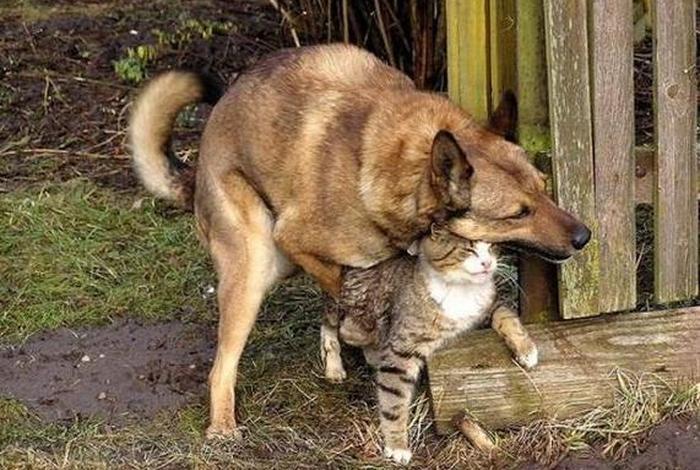 混乱生活人与动物交配 混乱生活人与动物交配视频 混乱生活人与动物交配 混乱生活人与动物交配视频