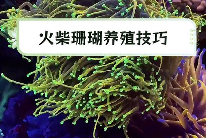 珊瑚生活的水温是多少，珊瑚温度最低多少度