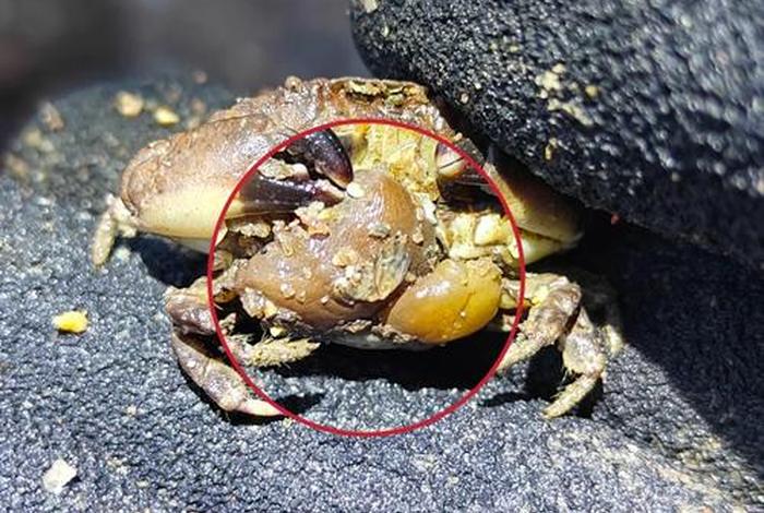 寄生生活中被寄生的生物叫什么;被寄生的动物 寄生生活中被寄生的生物叫什么;被寄生的动物