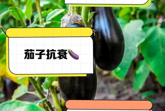 茄子生活力 - 茄子生长过旺怎么处理 茄子生活力 - 茄子生长过旺怎么处理