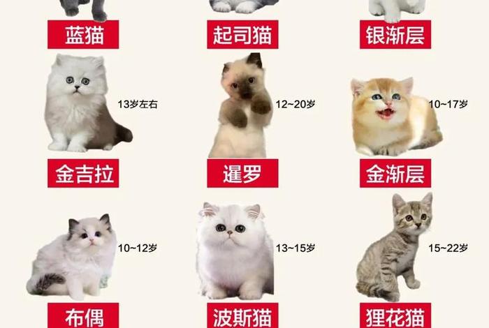 流浪猫的平均寿命;流浪猫的寿命平均来说有多少年? 流浪猫的平均寿命;流浪猫的寿命平均来说有多少年?