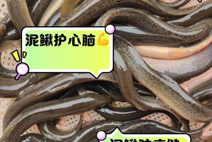 泥鳅生活环境（泥鳅生活环境那么差能吃吗）
