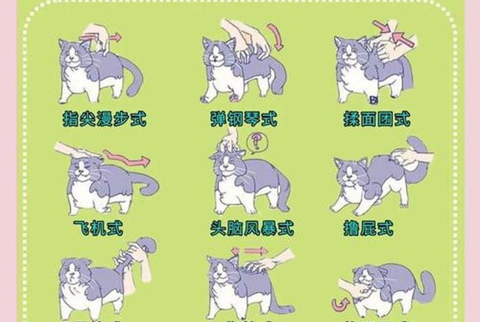 爱猫生活开车答案 - 百度爱猫生活吧 爱猫生活开车答案 - 百度爱猫生活吧