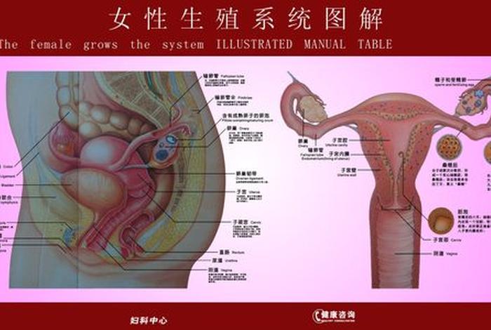 美女的生殖图片 女美女人生 美女的生殖图片 女美女人生