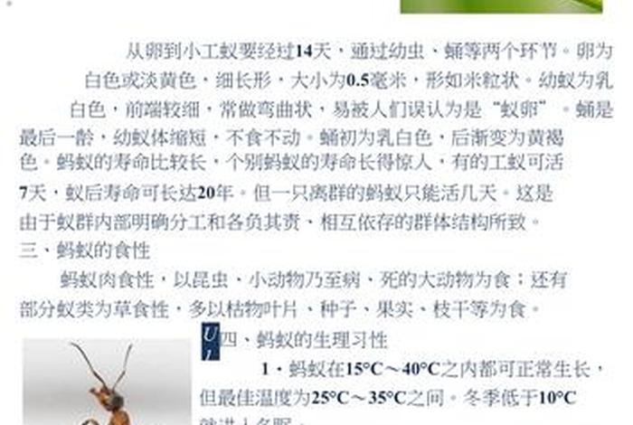 蚂蚁的生活习性、蚂蚁的生活特征简单介绍