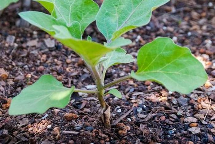 茄子生活在怎样的环境，茄子生长在哪里图片