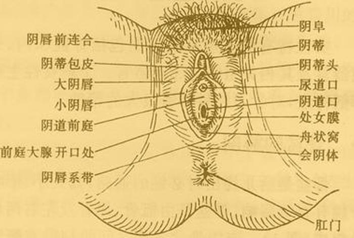 美女的生殖部位 - 美女的生殖部位长啥样 美女的生殖部位 - 美女的生殖部位长啥样