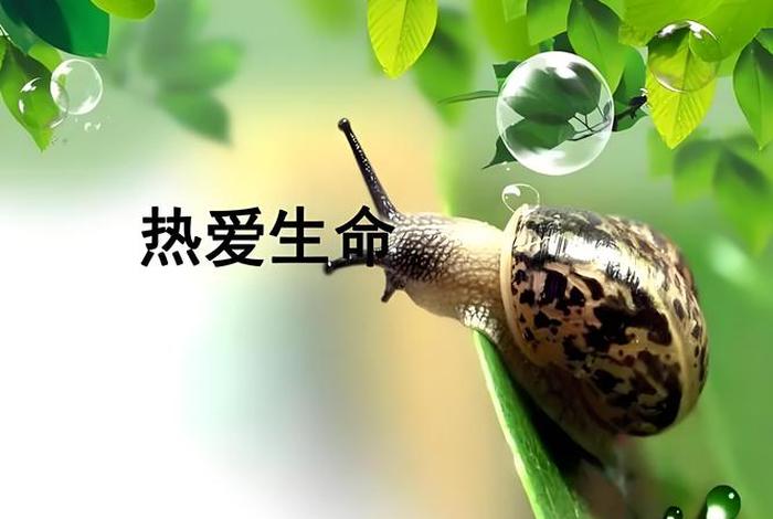 敬畏生命、敬畏生命英语 敬畏生命、敬畏生命英语