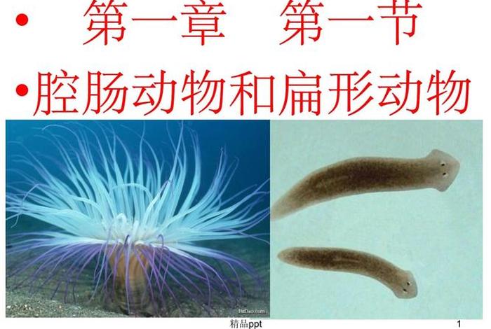 寄生生活的扁形动物,寄生生活的扁形动物什么器官发达 寄生生活的扁形动物,寄生生活的扁形动物什么器官发达