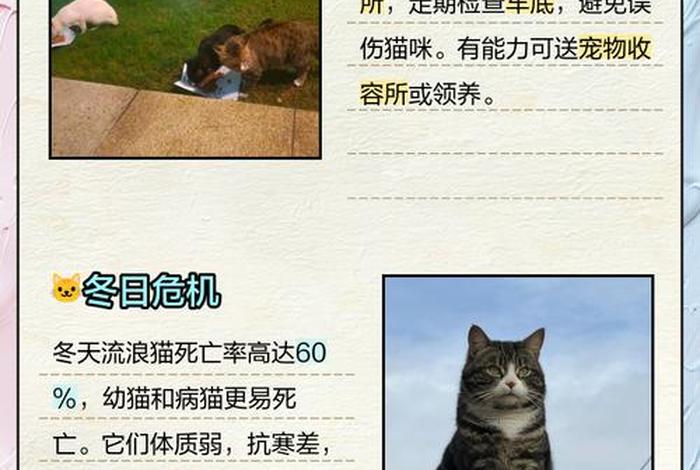流浪猫的生活环境及特点、流浪猫的生活环境及特点介绍 流浪猫的生活环境及特点、流浪猫的生活环境及特点介绍