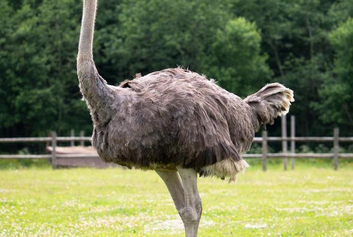 鸵鸟生活在什么地方;鸵鸟生活在什么州 鸵鸟生活在什么地方;鸵鸟生活在什么州