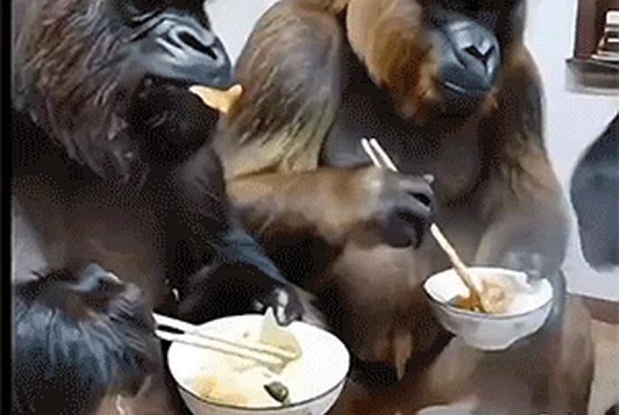 大猩猩的生活地带,大猩猩生活在什么地方生活,吃什么 大猩猩的生活地带,大猩猩生活在什么地方生活,吃什么