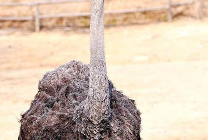 鸵鸟生活在哪里；鸵鸟生活的地方是哪儿
