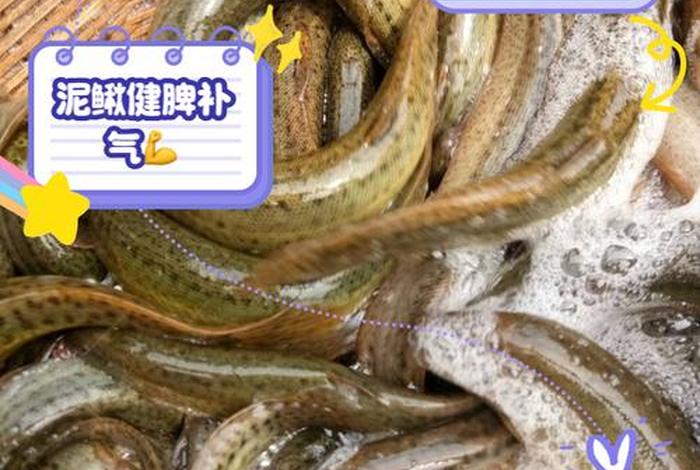 泥鳅生活在滩涂吗(泥鳅生活在滩涂吗为什么) 泥鳅生活在滩涂吗(泥鳅生活在滩涂吗为什么)