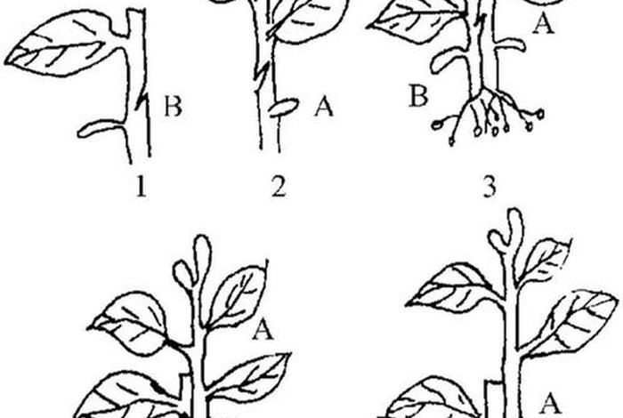 茄子生长过程图片示意图、茄子生长过程图片 简笔画 茄子生长过程图片示意图、茄子生长过程图片 简笔画