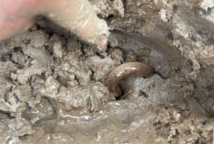 泥鳅生活在什么地方,泥鳅一般生活在水域的什么地方 泥鳅生活在什么地方,泥鳅一般生活在水域的什么地方