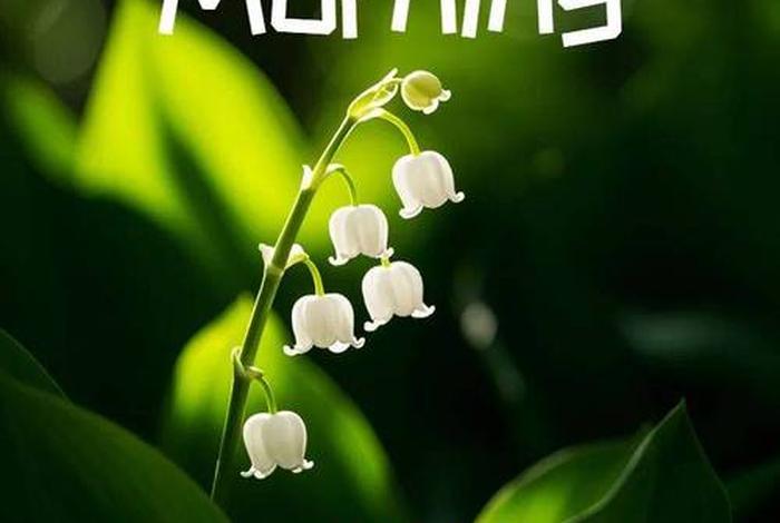 早安生活随心的句子 早安生活的感悟句子说说心情 早安生活随心的句子 早安生活的感悟句子说说心情