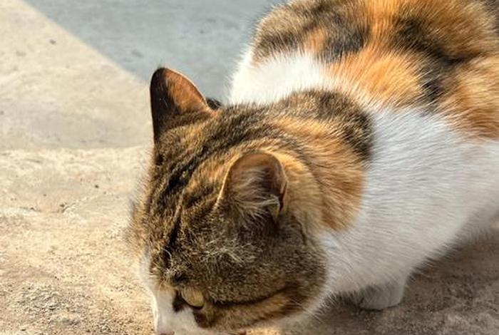 流浪猫的生活状态、流浪猫怎么生活方式