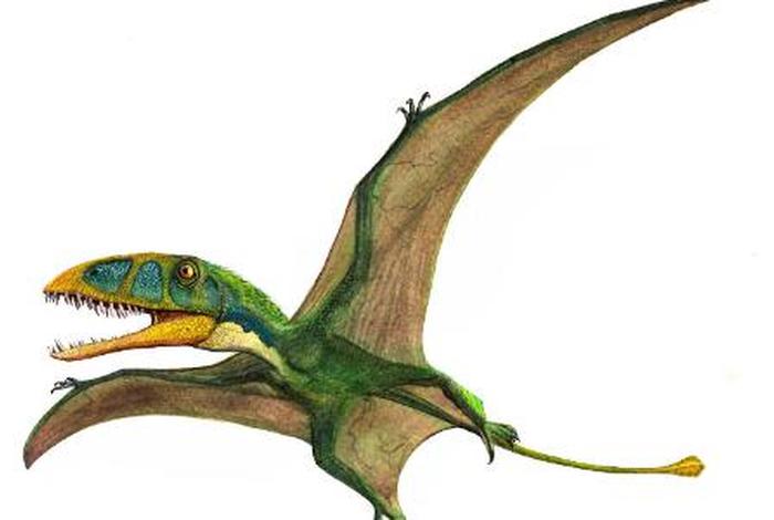 喙嘴龙在哪里生活的、喙嘴龙科 喙嘴龙在哪里生活的、喙嘴龙科