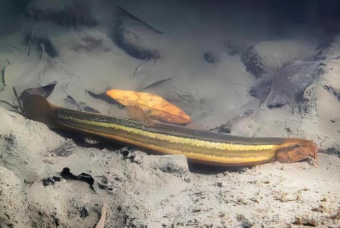 泥鳅生活在什么地方,泥鳅一般生活在水域的什么地方 泥鳅生活在什么地方,泥鳅一般生活在水域的什么地方