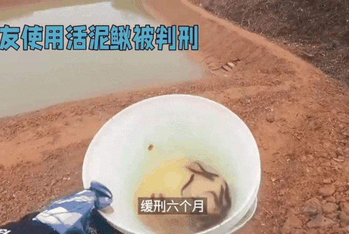 泥鳅生活视频全集、有关泥鳅的视频动态视频