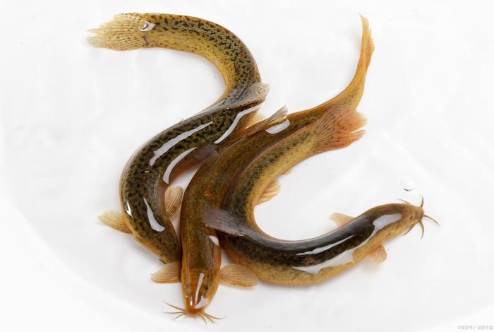 泥鳅生活在什么样的环境；泥鳅生活在陆地上还是生活在水中