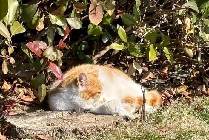 流浪猫的生活视频大全、流浪猫视频高清视频