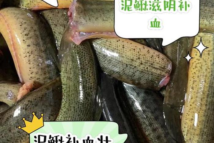 泥鳅生活习性和功效、泥鳅的特性 泥鳅生活习性和功效、泥鳅的特性