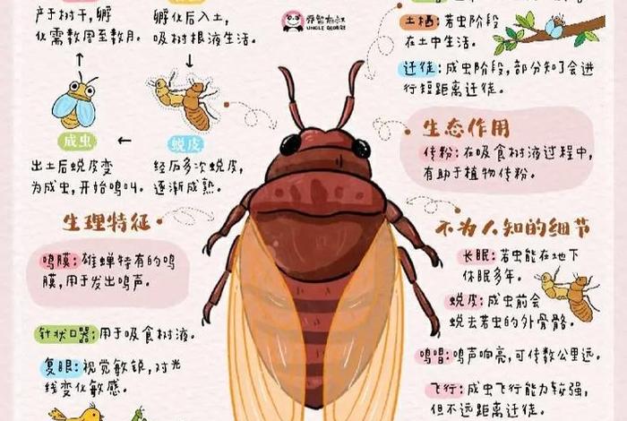 蝉的生活环境，蝉的生活环境和特征