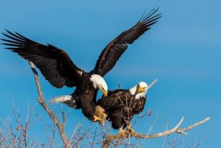 鹰的生长全过程纪录片，鹰的成长过程分为几个阶段