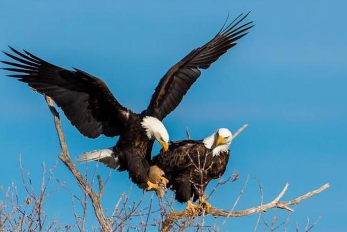 鹰的生长全过程纪录片,鹰的成长过程分为几个阶段 鹰的生长全过程纪录片,鹰的成长过程分为几个阶段