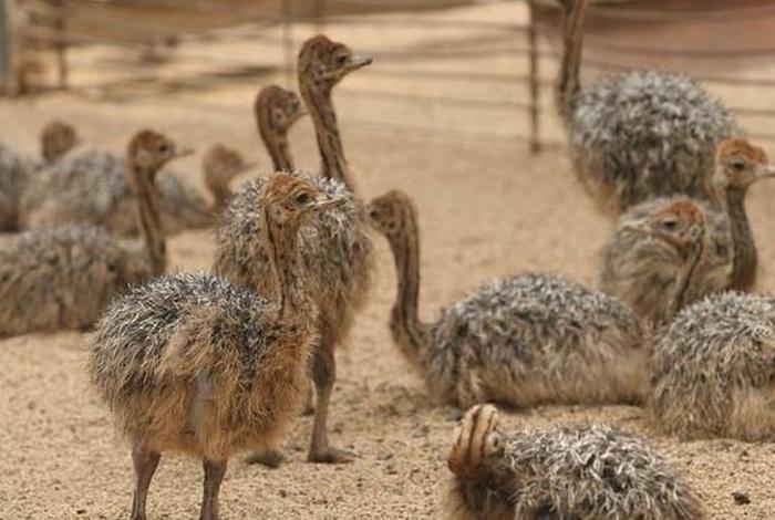 鸵鸟生活在沙漠还是草原,鸵鸟生长在沙漠吗 鸵鸟生活在沙漠还是草原,鸵鸟生长在沙漠吗