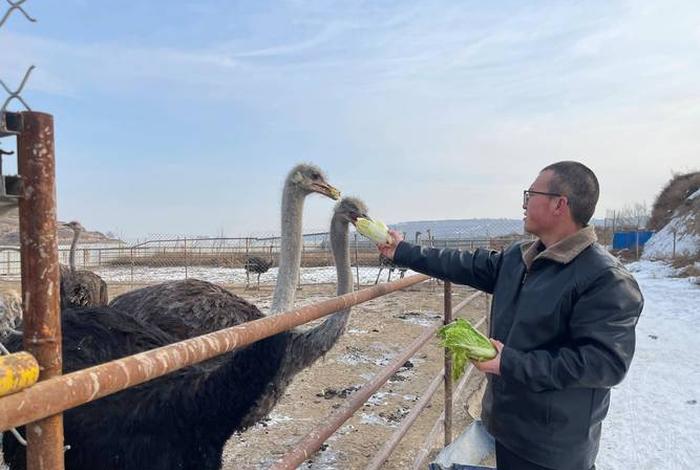 鸵鸟生活在什么地区（鸵鸟生存在什么地方）
