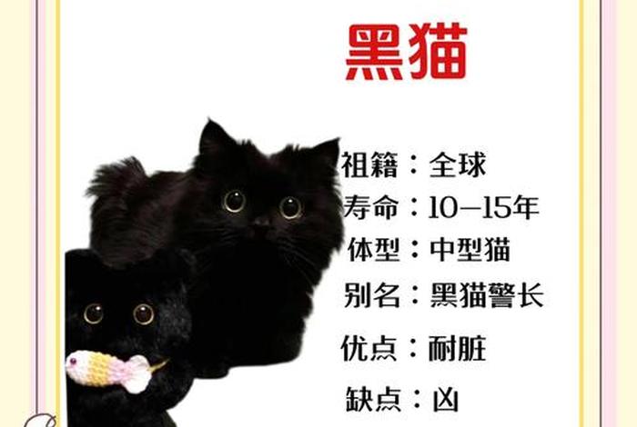 爱猫生活的暗号、爱猫生活的暗号是什么