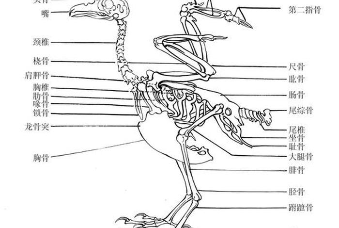 鹰的生活轨迹,鹰的一生所经历的过程 鹰的生活轨迹,鹰的一生所经历的过程
