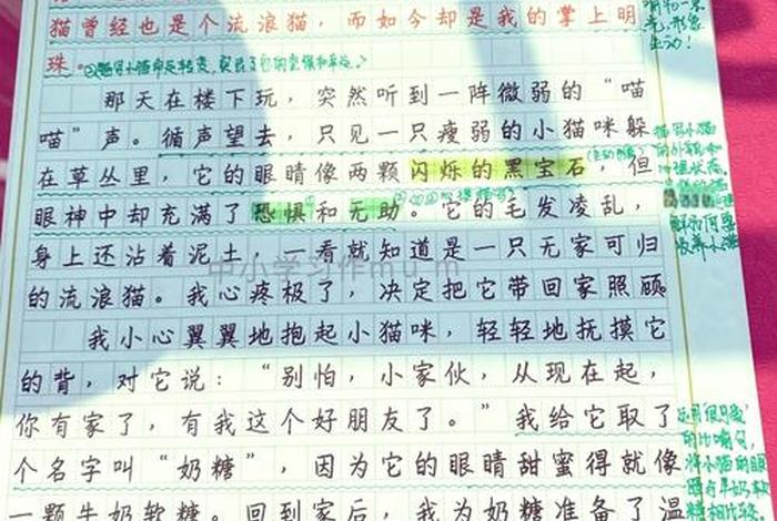 流浪猫的生活作文、流浪猫的一生作文