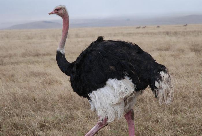 鸵鸟生活在哪个国家，鸵鸟一般生活在哪里