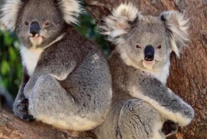 考拉生活馆；考拉vqn