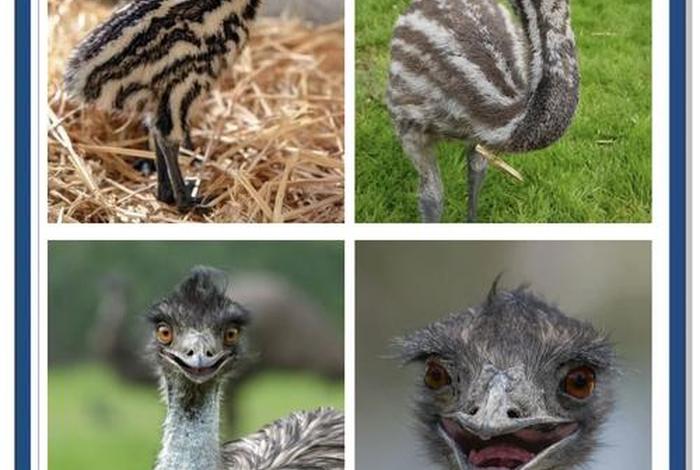 鸵鸟生活在哪个澳大利亚（鸵鸟生活在澳大利亚吗）