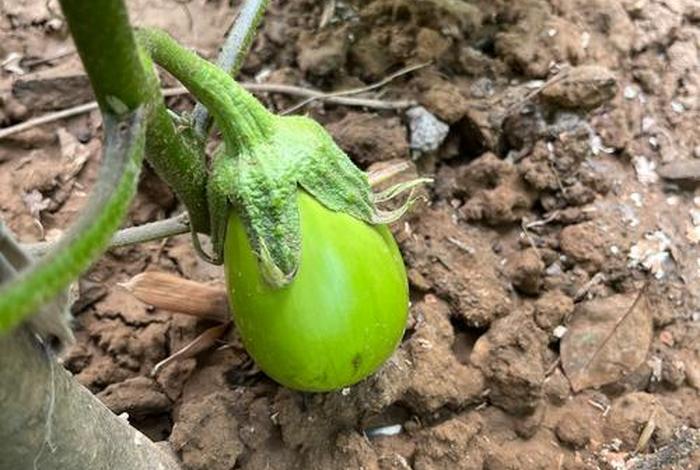 茄子生长周期多少天、茄子生长周期多少天挂果